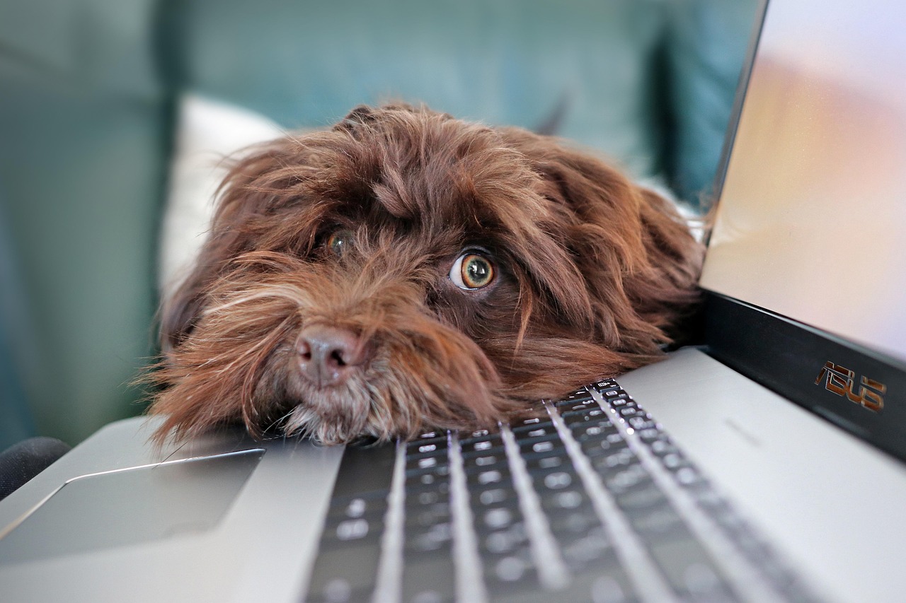 dog, nature, containment, telework, bichon, havanese, pet, cute, laptop, keyboard, animal, computer science, reflection, animals